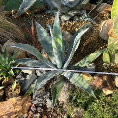 アガベ　アメリカーナの画像