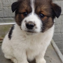 募集終了です。