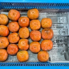 さわし柿 3kgの画像