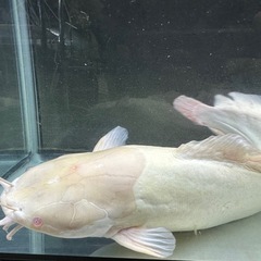 アルビノクララ 全長±40㎝ 1,000円 大型魚 大型ナマズ　の画像