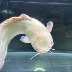 アルビノクララ 全長±40㎝ 1,000円 大型魚 大型ナマズ　の画像