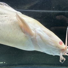 アルビノクララ 全長±40㎝ 1,000円 大型魚 大型ナマズ　の画像