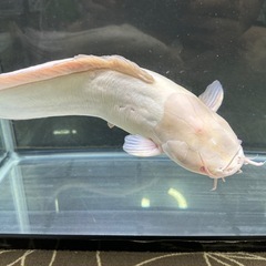 アルビノクララ 全長±40㎝ 1,000円 大型魚 大型ナマズ　の画像