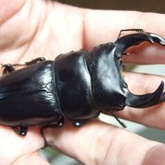 京都府産オオクワガタ F2 ♂73.8ミリ♀48ミリ　ペアの画像