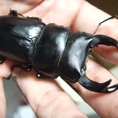 京都府産オオクワガタ F2 ♂73.8ミリ♀48ミリ　ペアの画像