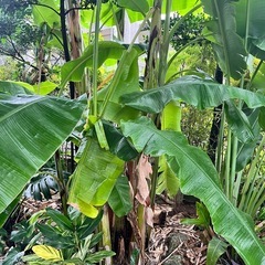 アイスクリームバナナ
の画像