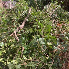 引取限定無料　剪定枝　薪ストーブに！の画像