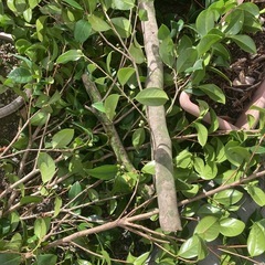 引取限定無料　剪定枝　薪ストーブに！の画像