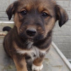 募集終了します。