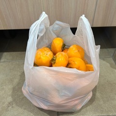 渋柿　約50個の画像