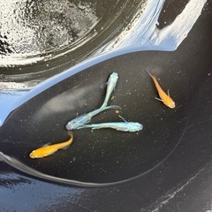 選び売り!!  小さめメダカの画像