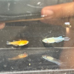 選び売り!!  小さめメダカの画像
