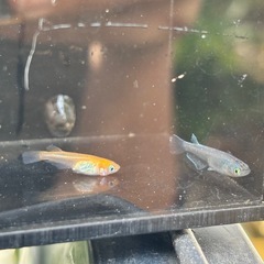 選び売り!!  小さめメダカの画像