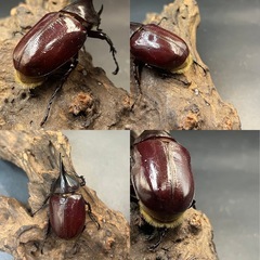 【レッドアイ 新成虫ペア】DHヘラクレス ♂70mm♀B品50mm ※送料事前連絡にて変更可 ※直接受け渡しに変更可の画像