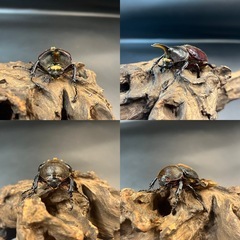 【レッドアイ 新成虫ペア】DHヘラクレス ♂70mm♀B品50mm ※送料事前連絡にて変更可 ※直接受け渡しに変更可の画像