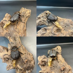 【レッドアイ 新成虫ペア】DHヘラクレス ♂70mm♀B品50mm ※送料事前連絡にて変更可 ※直接受け渡しに変更可の画像