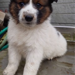 募集終了致しました。