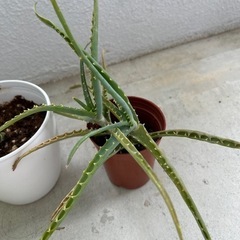 観葉植物🪴3つまとめてお願いいたします♦️の画像