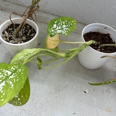 観葉植物🪴3つまとめてお願いいたします♦️の画像