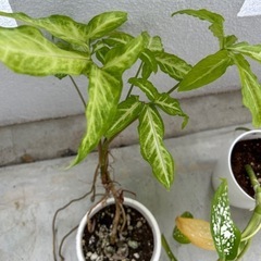 観葉植物🪴3つまとめてお願いいたします♦️の画像