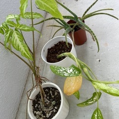 観葉植物🪴3つまとめてお願いいたします♦️の画像