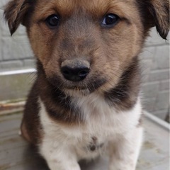 募集終了します。