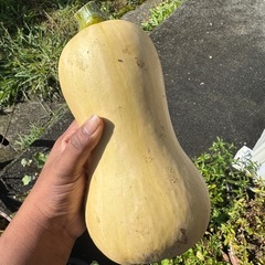 バターナッツカボチャ (butternut pumpkin)の画像