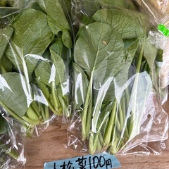 今日は白菜の特売日100円からあります。大根はなくなる次第しばらく終了です。他の野菜もあります。の画像