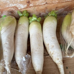 今日は白菜の特売日100円からあります。大根はなくなる次第しばらく終了です。他の野菜もあります。の画像