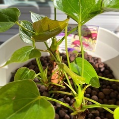 アンスリウムの画像