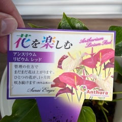 アンスリウムの画像