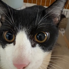 【黒白ハチワレ】ビビリだけどスリゴロ人甘えん坊の男の子