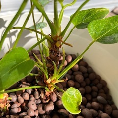 アンスリウムの画像