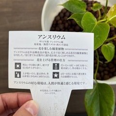 アンスリウムの画像