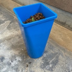 ネモフィラの画像