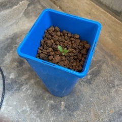 ネモフィラの画像