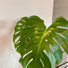 特大モンステラ 高さ170cm超 葉幅50cm以上 観葉植物の画像