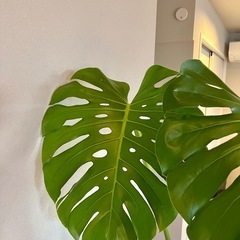 特大モンステラ 高さ170cm超 葉幅50cm以上 観葉植物の画像