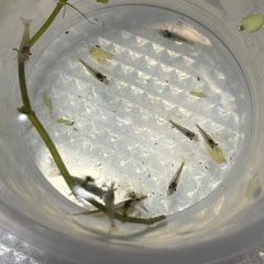 ミナミヌマエビの画像