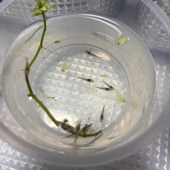 ミナミヌマエビの画像