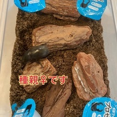 （幼虫5頭）サビイロカブトの画像
