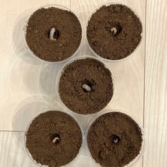 （幼虫5頭）サビイロカブトの画像