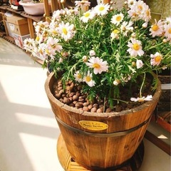 ウイスキーバレルプランターの画像