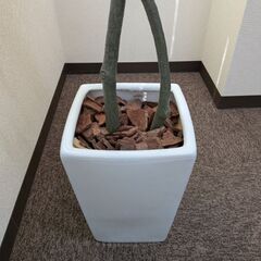 フェイクグリーン パキラ 180cmの画像