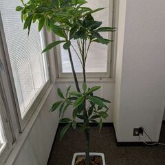 フェイクグリーン パキラ 180cmの画像