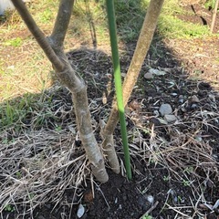 オリーブ モライオロの画像