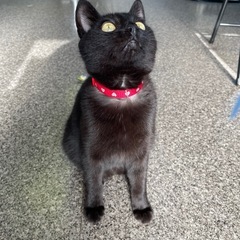 保護猫［里親さんが決まりました！]