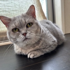 人間大好きマンチカン　ブリーダーレスキュー栃木から