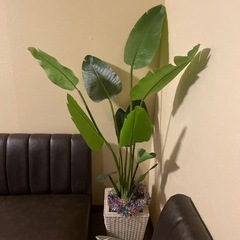 造花観葉植物の画像