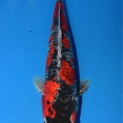 🐟✨【錦鯉の販売はじめました！】✨🐟の画像